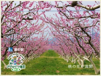 桃園　桃の花が満開