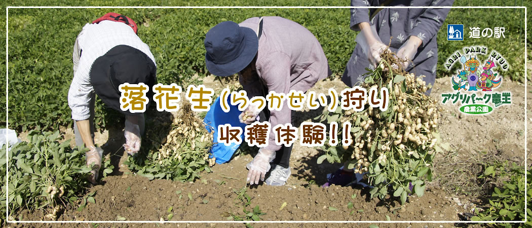 落花生狩り（ピーナッツ）開催中！