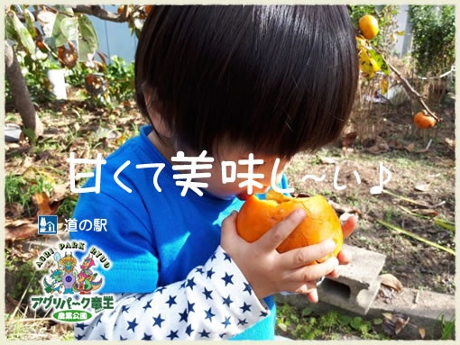 柿狩り