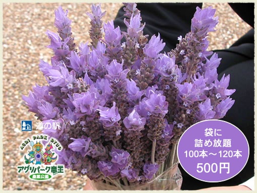 ラベンダーの花