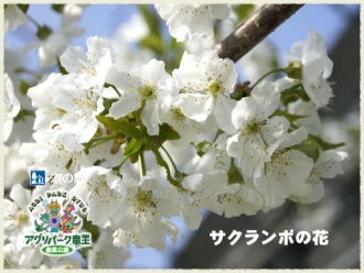さくらんぼの花