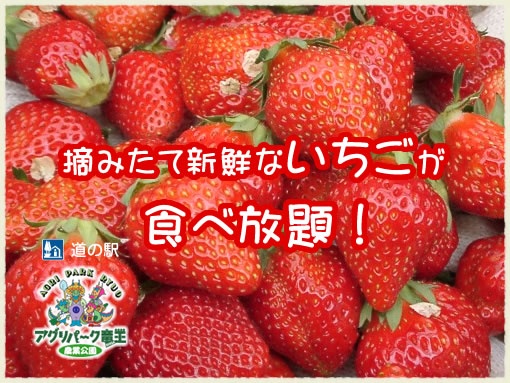 いちご狩り 体験 道の駅 アグリパーク竜王道の駅 アグリパーク竜王 滋賀県竜王町 国道477号