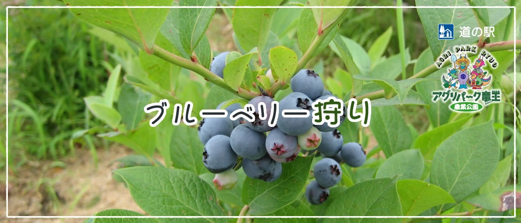 ブルーベリー狩り