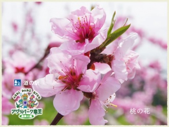 桃の花