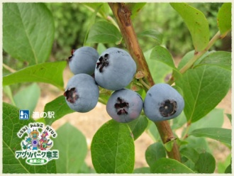 ブルーベリー狩り