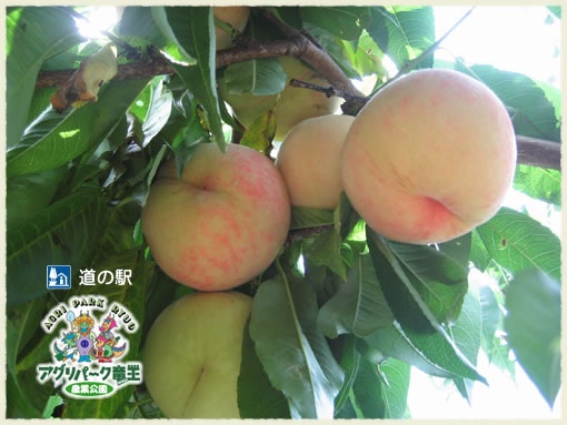 桃狩り