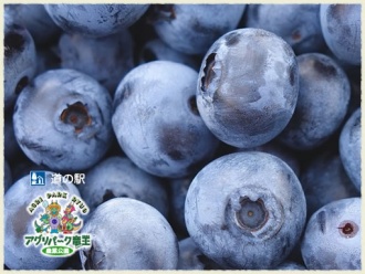 ブルーベリー狩り