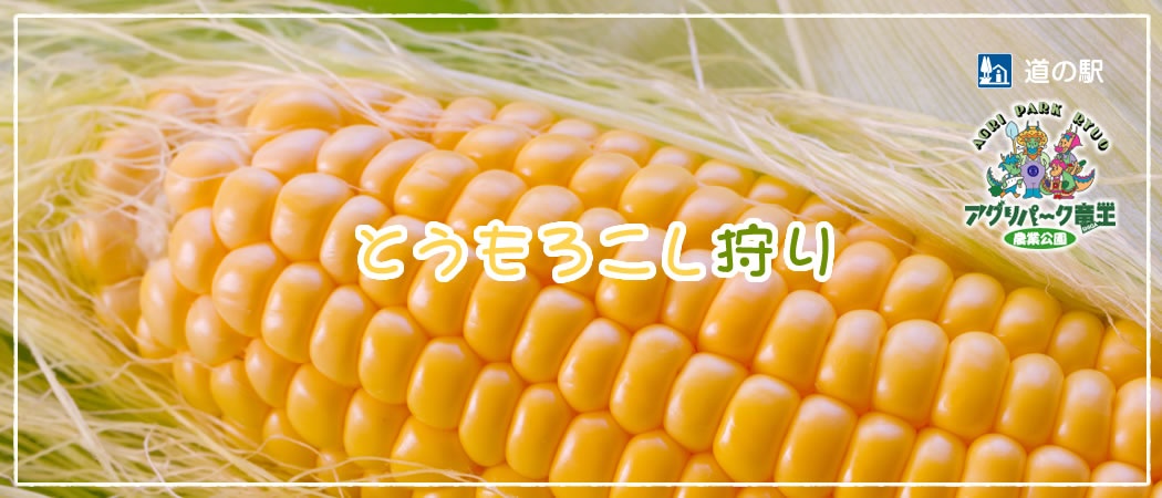 とうもろこし狩り