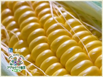 トウモロコシ狩り