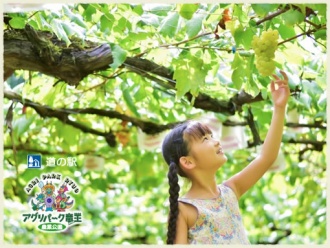 葡萄狩りぶどう食べ放題