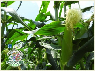 とうもろこし狩り
