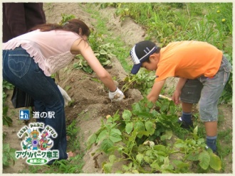 じゃがいも掘り