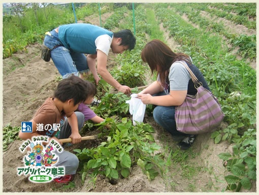 じゃが芋掘り