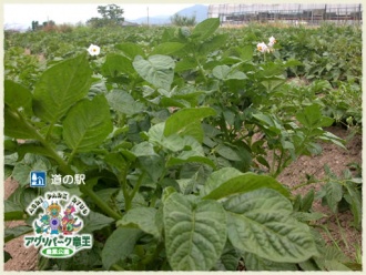 ジャガイモの花　ジャガイモ畑