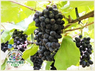ぶどう狩り葡萄食べ放題