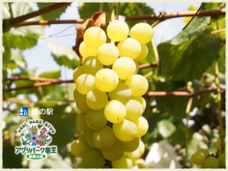 ぶどう園 ぶどう狩り