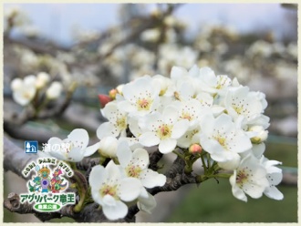 なし狩り梨食べ放題