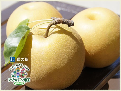 なし狩り 梨食べ放題