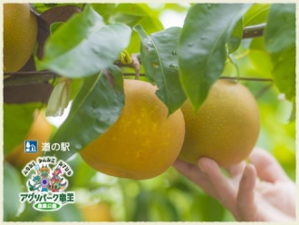 梨園　なし狩り