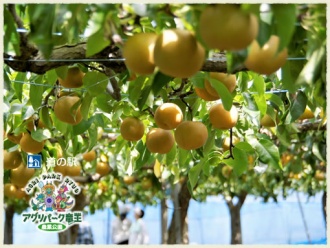 梨狩りなし食べ放題
