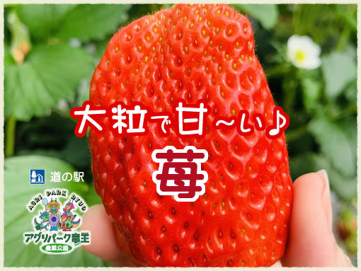 いちご狩り
