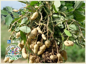 落花生畑　落花生（らっかせい）狩り