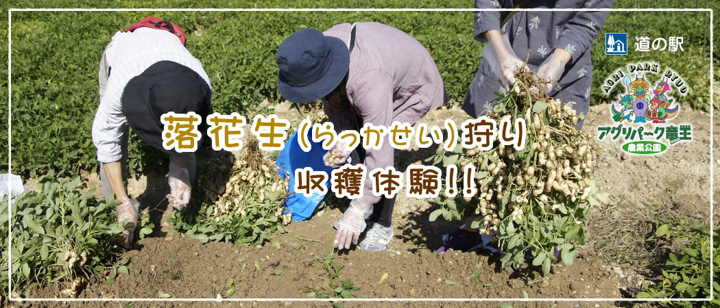 落花生(らっかせい)狩り ラッカセイ収穫体験