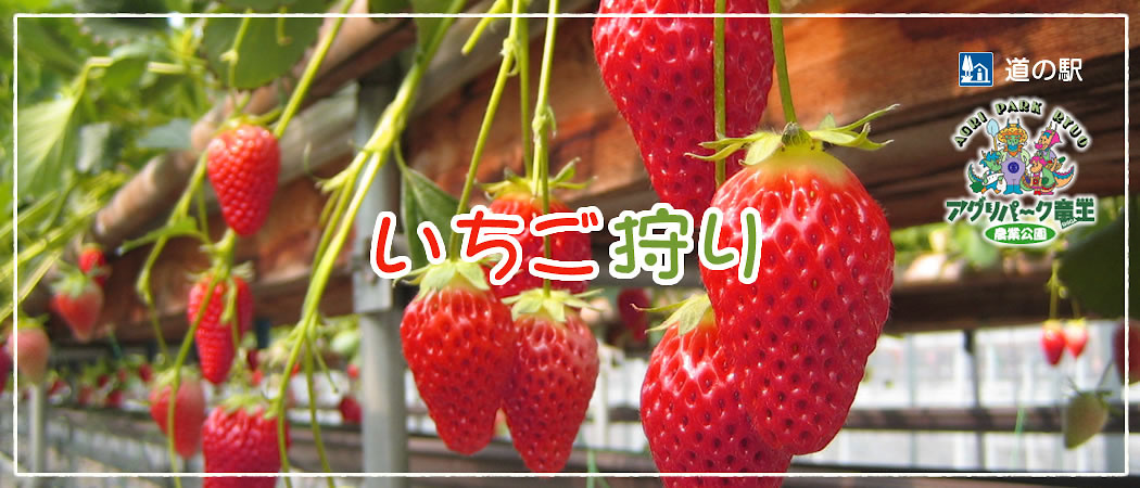 いちご狩り