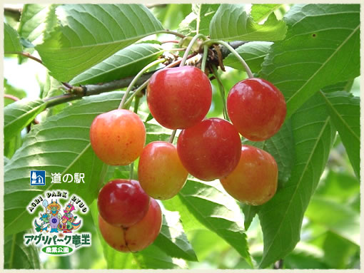 さくらんぼ狩り