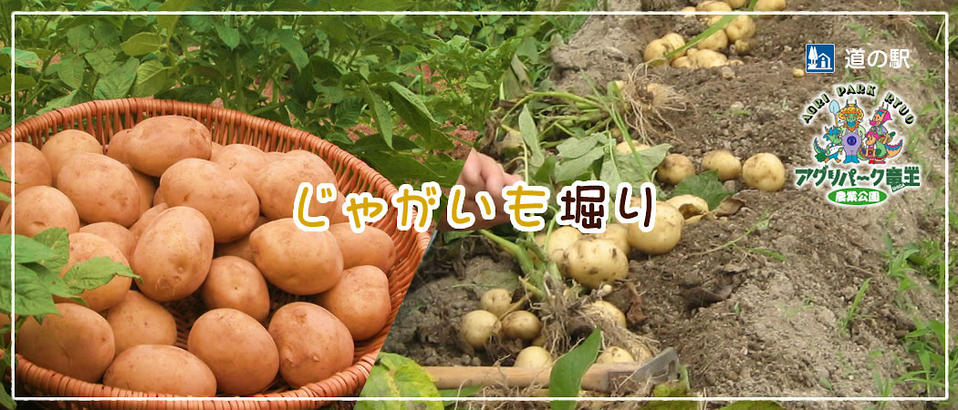 じゃがいも掘り開園中！