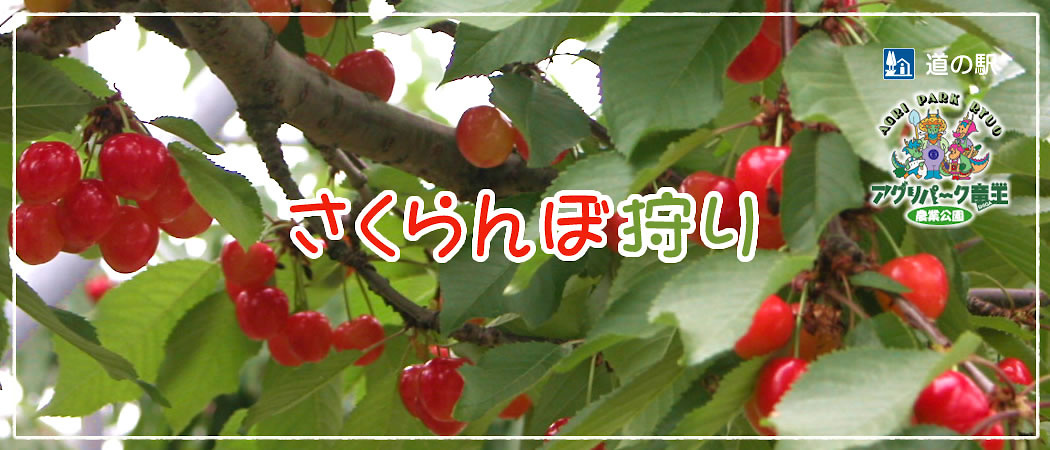 さくらんぼ狩りのご予約を開始しました！