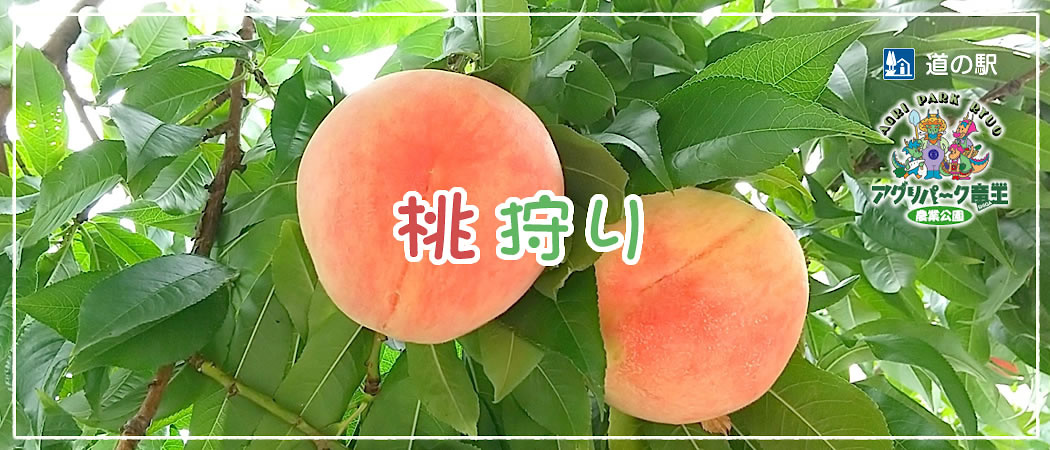 もも狩り開園中！