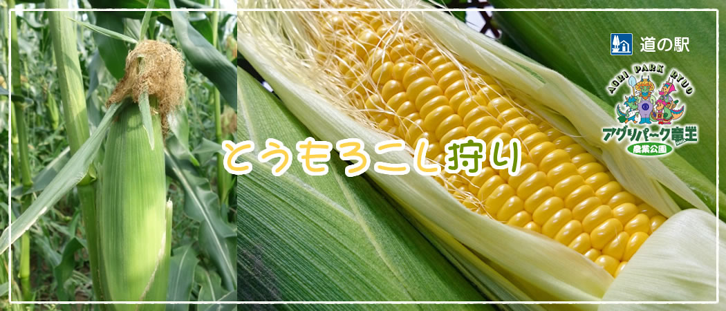 とうもろこし狩り開園中！