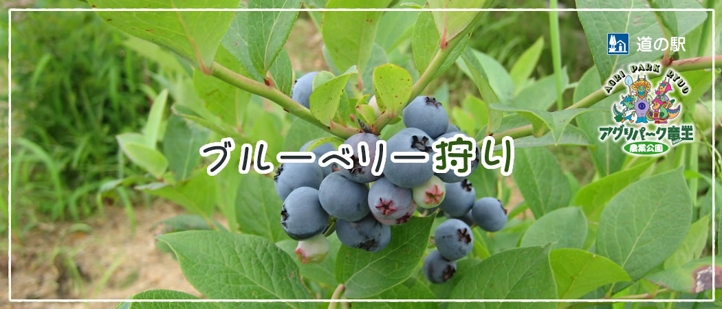 ブルベリー狩り土日開園中！