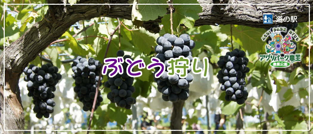 ぶどう狩り開園中！