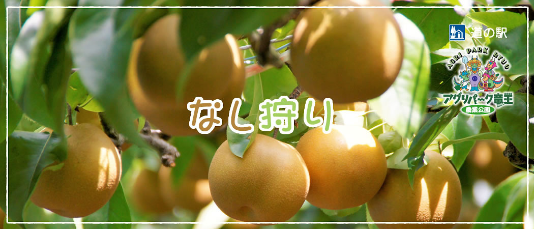 梨狩り開園中！