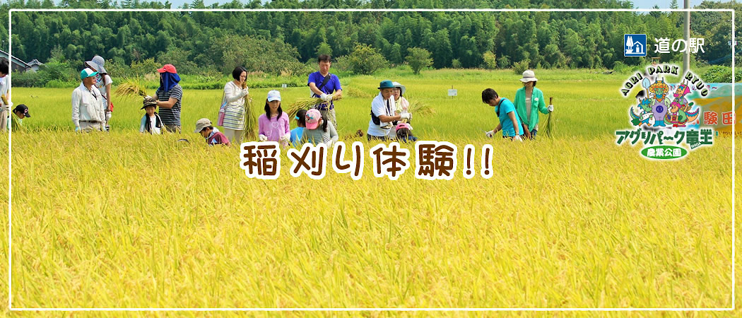稲刈り体験お申込み受付中！