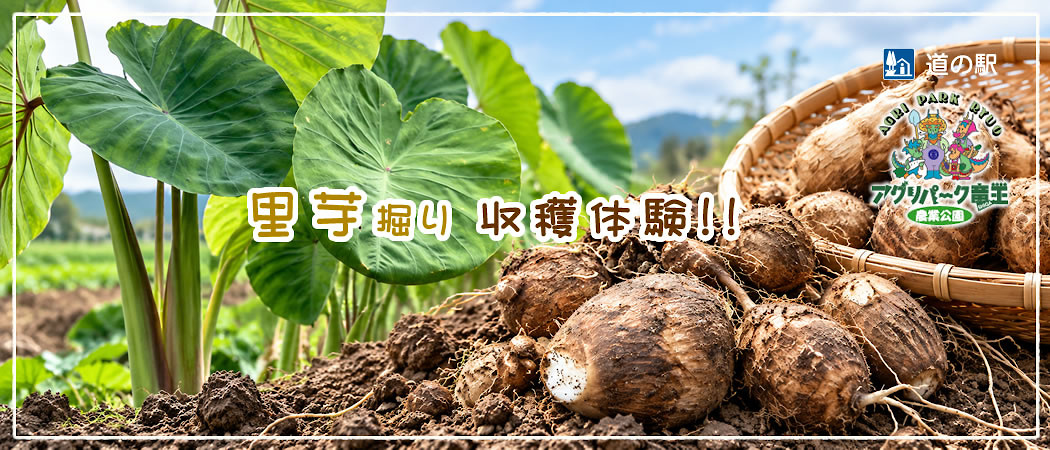 里芋掘り　収穫体験