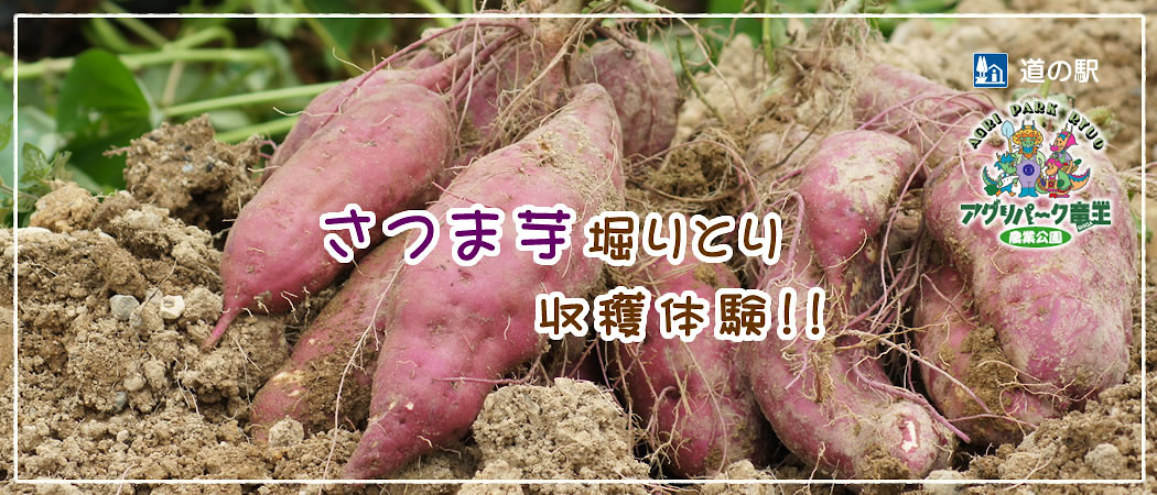 さつま芋掘り予約受付中！