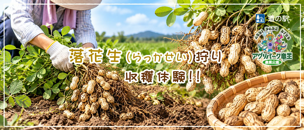 落花生狩り（ピーナッツ）開催中！