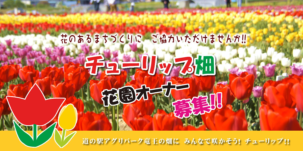 チューリップ畑オーナー募集