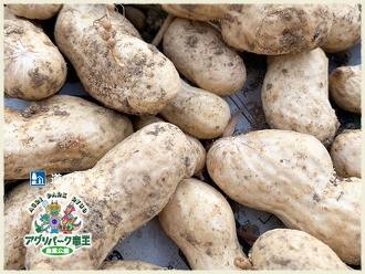 落花生（らっかせい）狩り